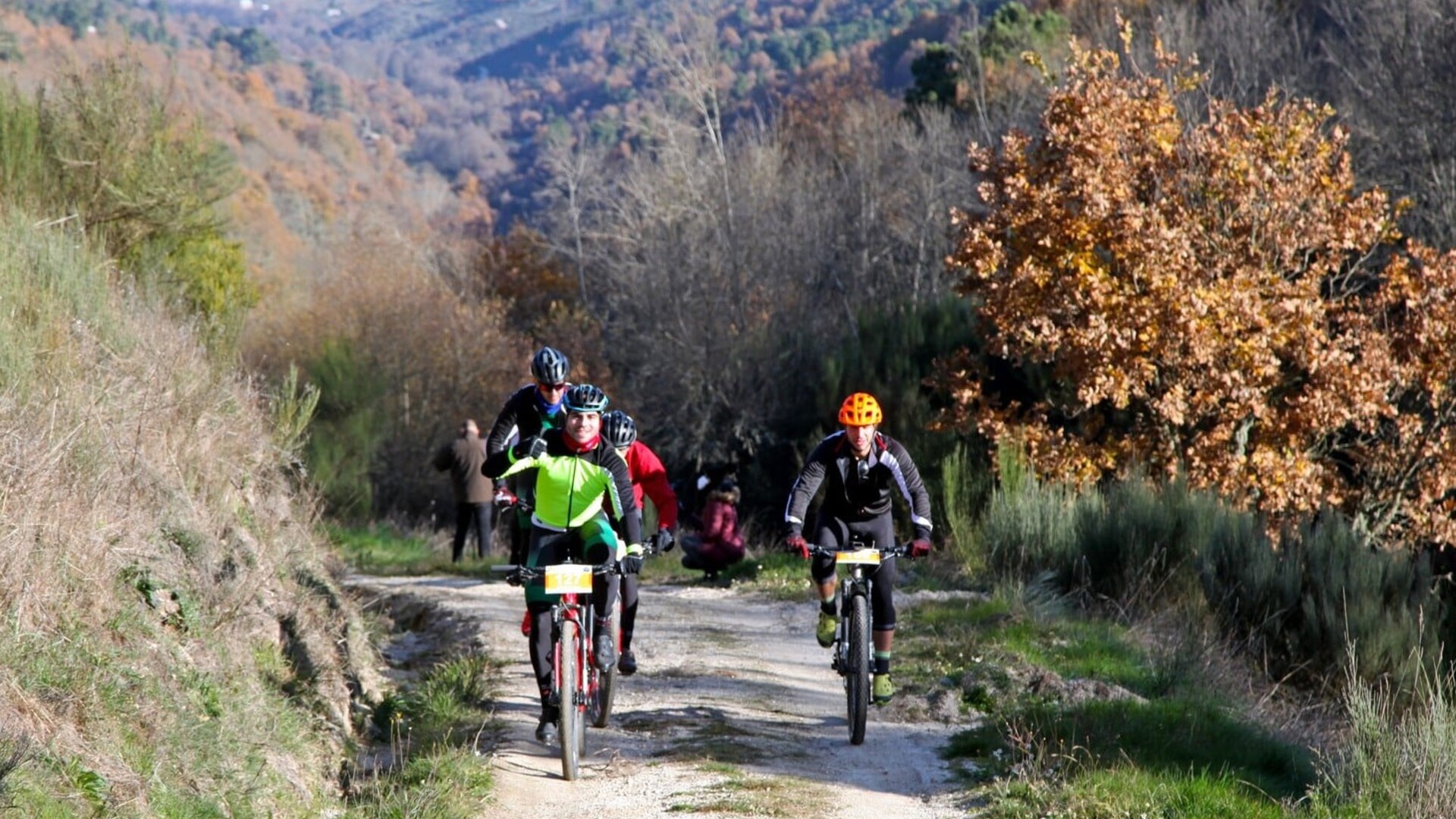 cyclin guarda;